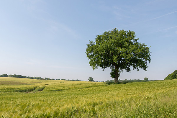 Vente terrain + maison RENNES Ille-et-Vilaine